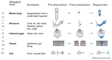  イシキリ、その硬い鎧と驚異的な再生能力は生物の進化の証！