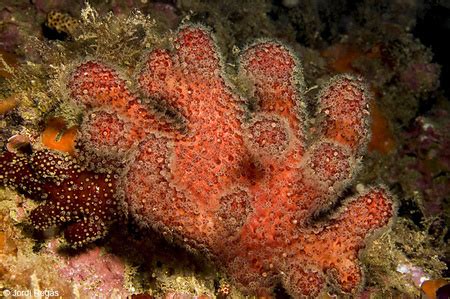  ディスクコラル驚異の再生能力を持つ、鮮やかな色彩と複雑な形状が特徴の海中の宝石！