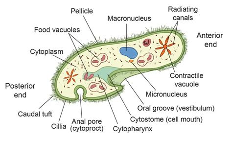  フォラリ・パラシツム！このミステリアスな単細胞生物は一体どのようにして生き残っているのだろうか？