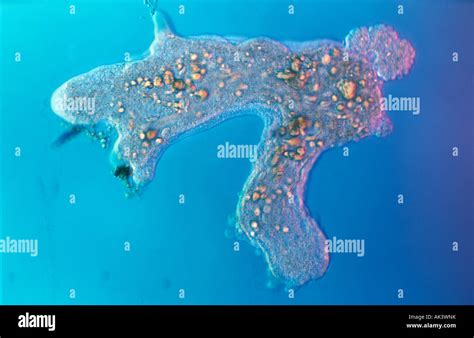  ジャイアントアメーバ：単細胞の王様、森の床をゆっくりと這い回る謎めいた存在！