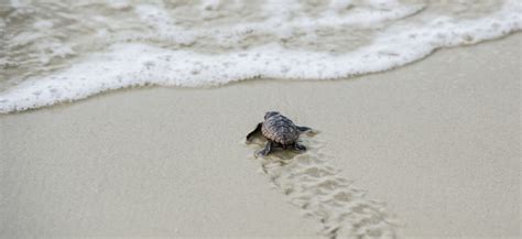  ホーソワガメ、その爬行する姿と水辺の生活様式はまさに古代の生き残り！