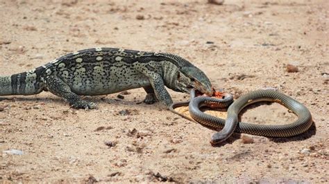  ホオジロヘビ、その神秘的な目と独特な狩りの戦略で知られる爬虫類の王者！