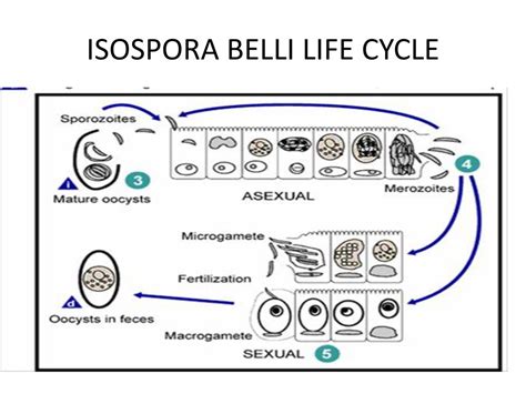  イゾスポラ：この微生物の驚くべき生活史を解き明かそう！