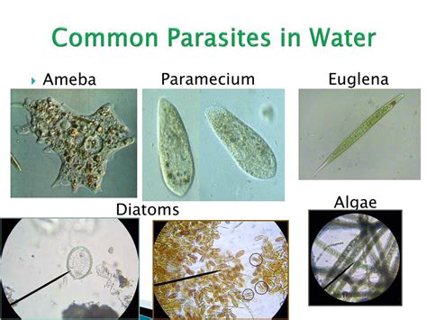  パラサイトヒダ属は一体どこに住んでいるのか？水中の寄生虫の驚くべき生活様式を解き明かす！