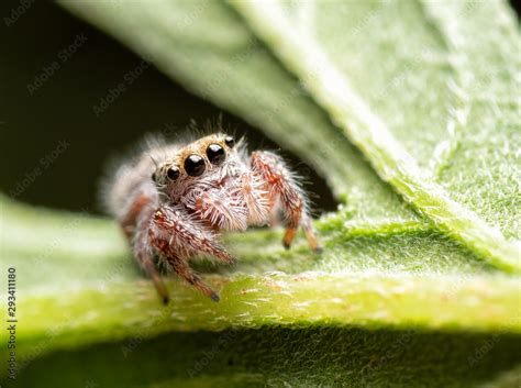  Phidippus:  The Masterful Hunter Hiding Among Leaves and Blossoms With Venomous Chelicerae!