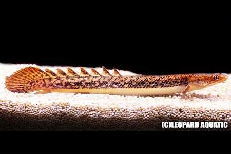  ポリプテルス！古代魚とよばれる謎多き生物の生態に迫る