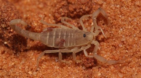   pseudoscorpion、その小さな体と驚異的な能力！ 