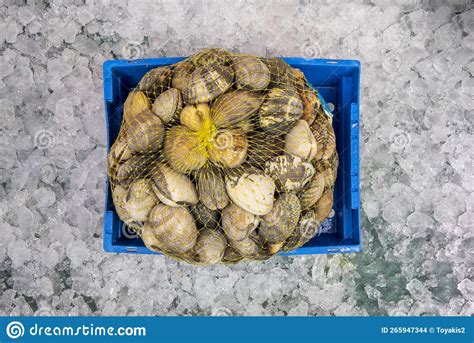   venerid clam、その貝殻の輝きはまるで宝石！ 