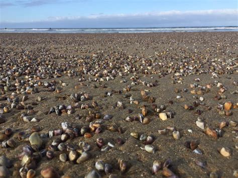  ウォルフリード: 海の砂浜で静かに暮らす二枚貝の王様！